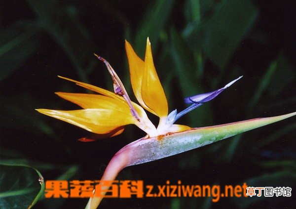 天堂鸟 鹤望兰的养殖养护方法