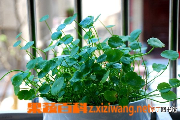 铜钱草的养殖方法 养殖铜钱草的技巧和注意事项