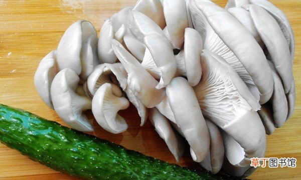 平菇怎么种植