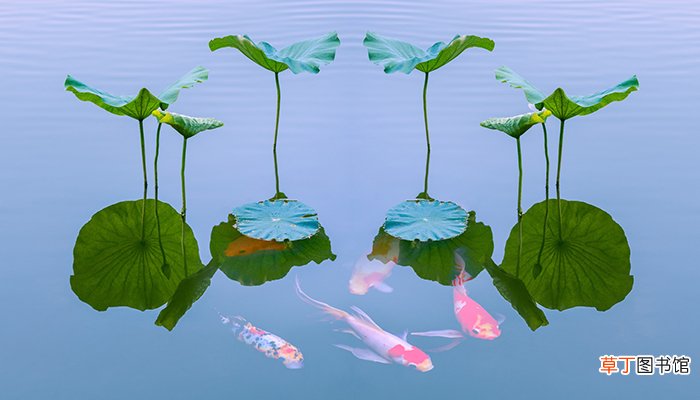 梦见池塘有很多大鱼