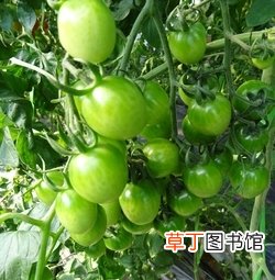 绿色西红柿能吃吗？