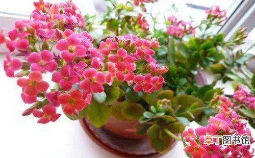 长寿花养殖方法