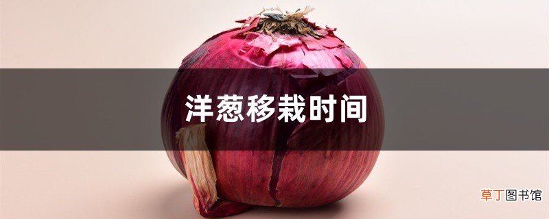 洋葱移栽时间