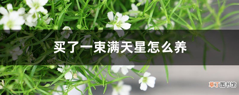 别人送的满天星花束怎么养，一束怎么养