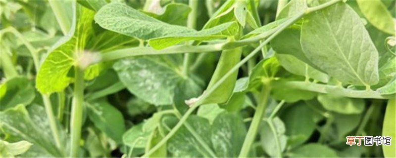 荷兰豆的种植与管理技术要点