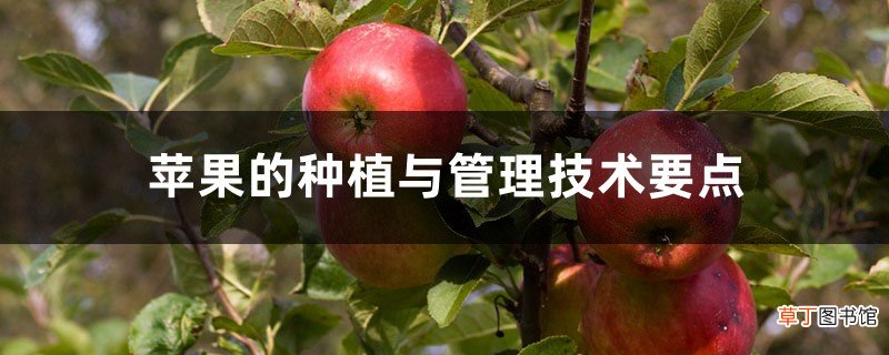 苹果的种植与管理技术要点