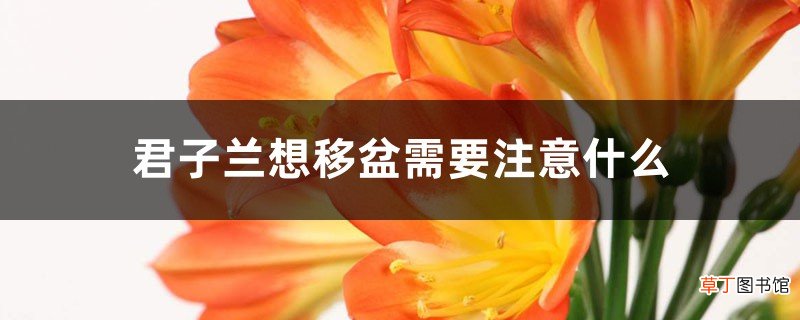 君子兰想移盆需要注意什么