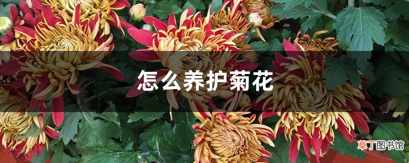 怎么养护菊花，菊花能养几年