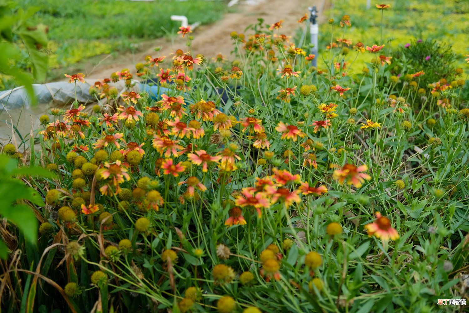 怎么养好菊花，应该注意什么