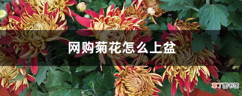 网购菊花怎么上盆，什么时间上盆最好
