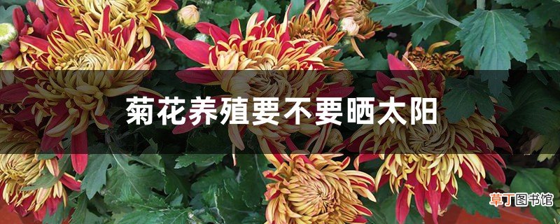 菊花养殖要不要晒太阳，晒蔫了怎么办