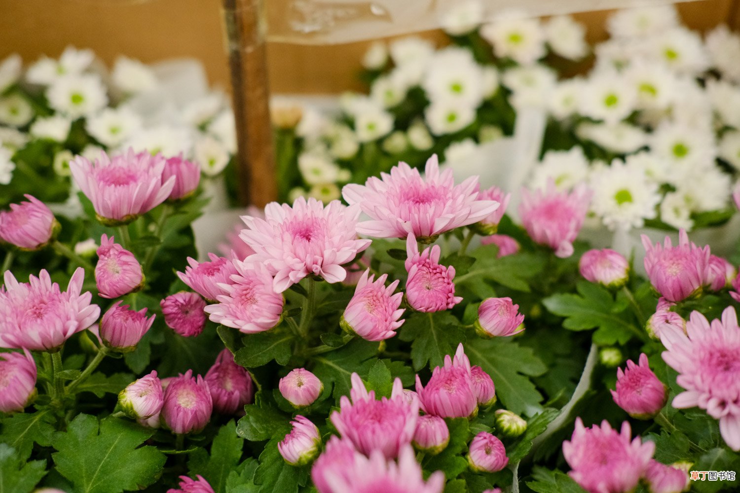 菊花养护要注意什么问题，菊花需要修剪吗