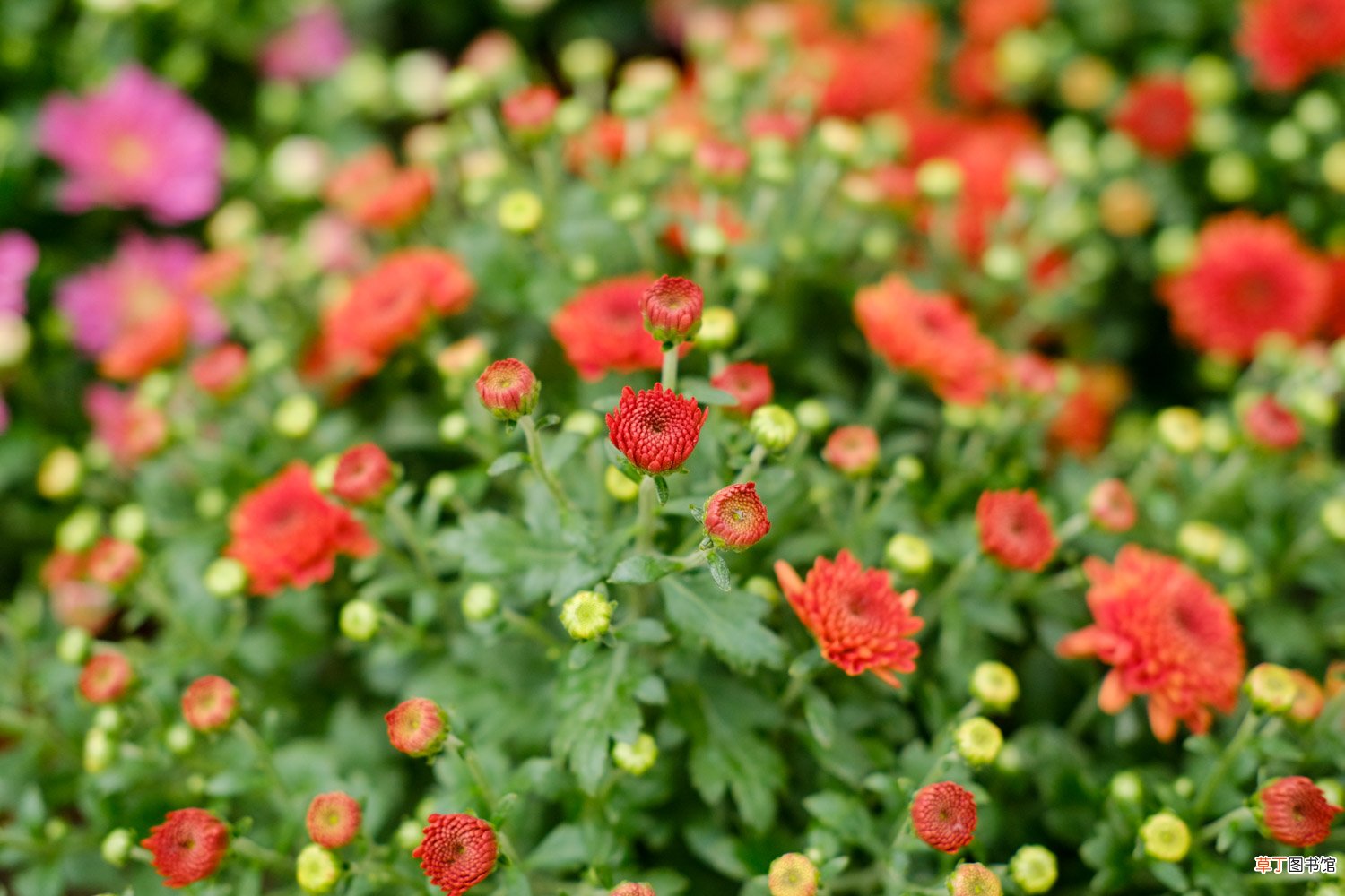 菊花养护要注意什么问题，菊花需要修剪吗