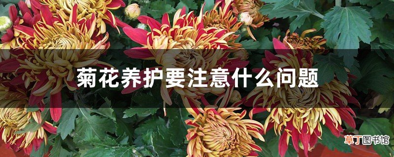 菊花养护要注意什么问题，菊花需要修剪吗