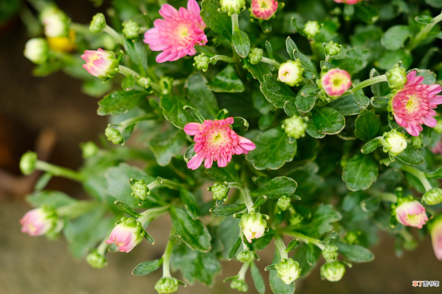 菊花喜水吗，平时怎么浇水