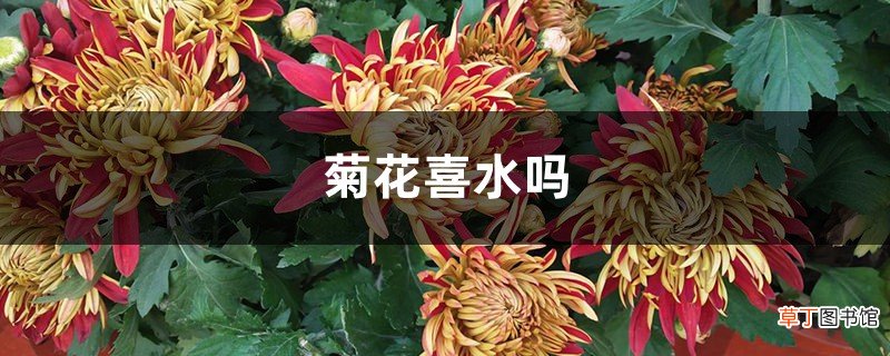 菊花喜水吗，平时怎么浇水
