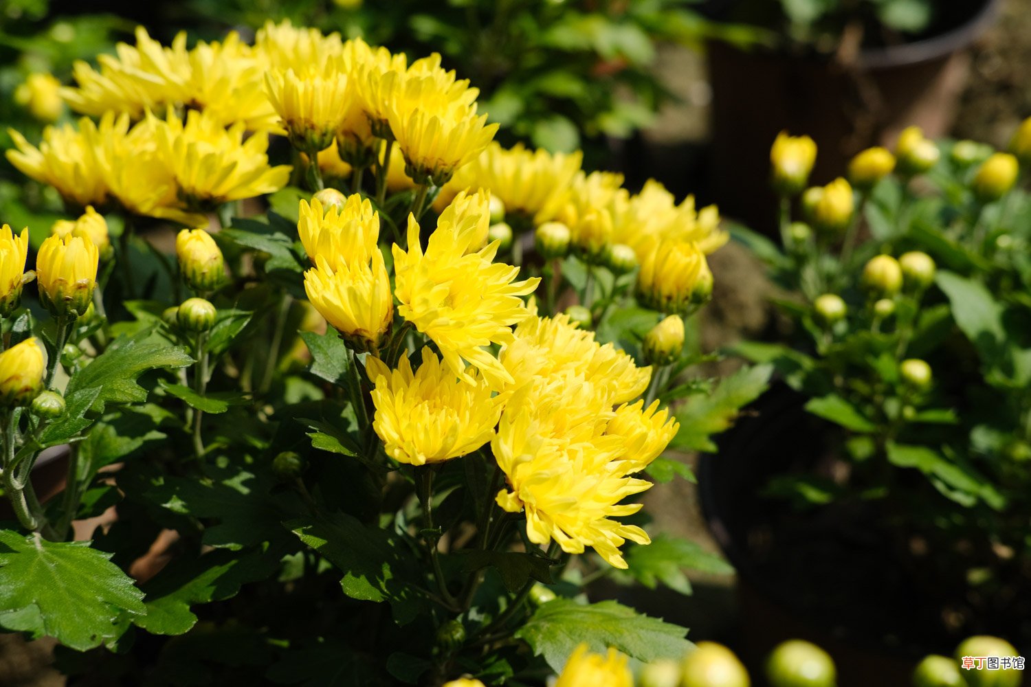 菊花喜水吗，平时怎么浇水