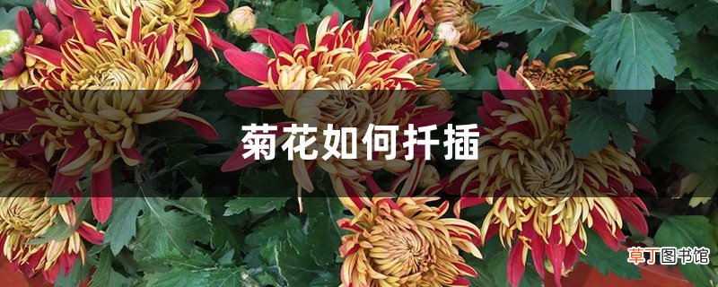 菊花如何扦插,什么时间扦插成活好