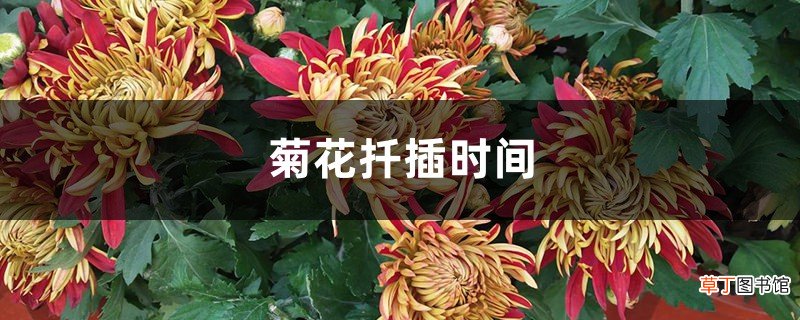 菊花扦插时间，怎么扦插
