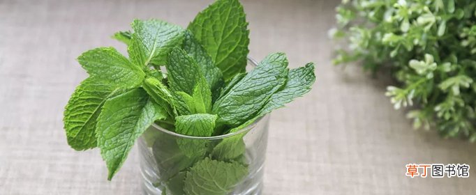 薄荷盆栽怎么养？