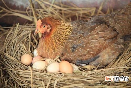 鸡子黄和鸡蛋黄的区别