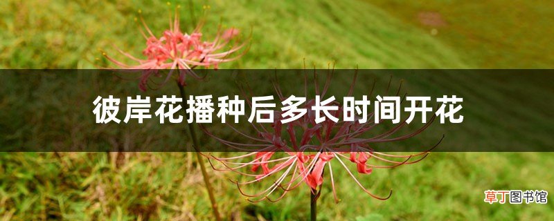 彼岸花播种后多长时间开花，彼岸花种子怎么播种