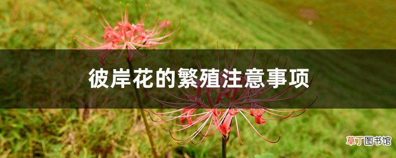 彼岸花的繁殖注意事项，彼岸花可自动繁殖吗