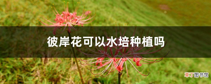 彼岸花可以水培种植吗，彼岸花养殖方法水培