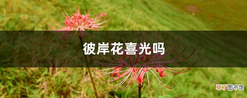 彼岸花喜光吗，彼岸花耐寒多少度
