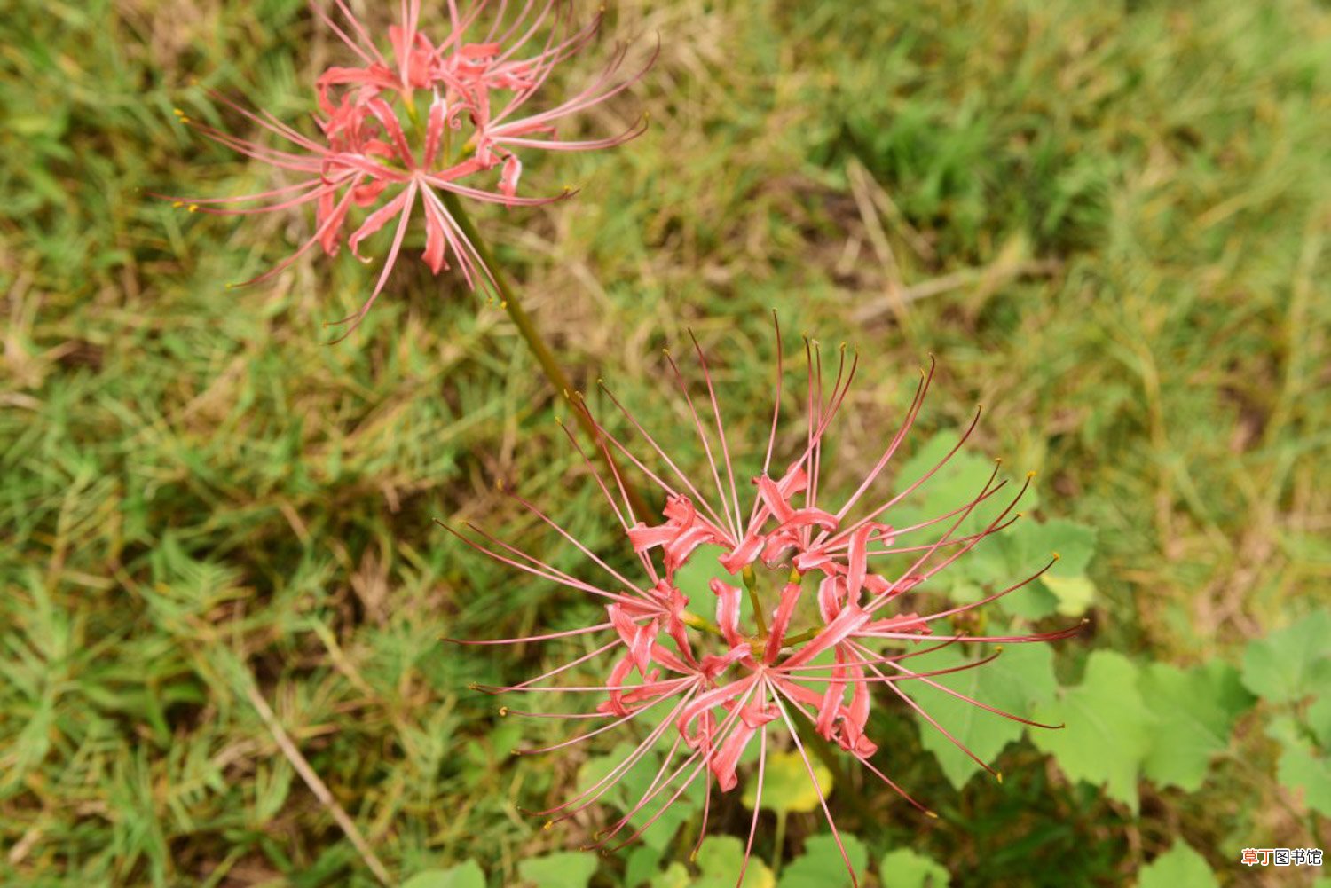 彼岸花喜光吗，彼岸花耐寒多少度
