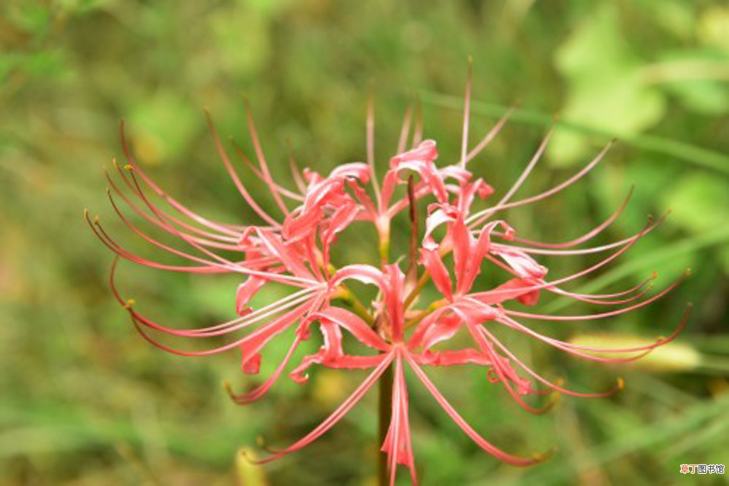 彼岸花喜光吗，彼岸花耐寒多少度