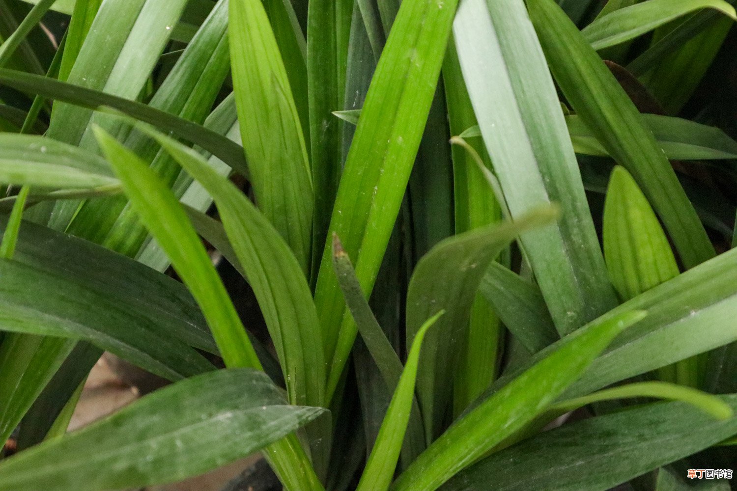 兰花硬植料几天浇水