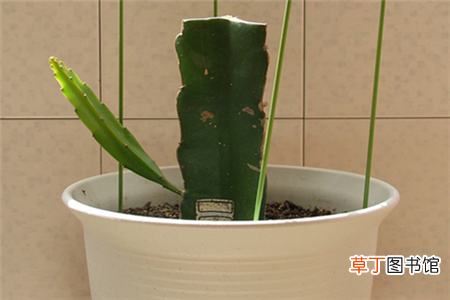 火龙果种植方法