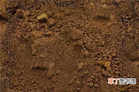 火龙果种植方法
