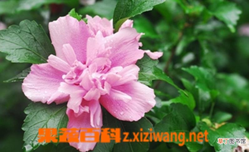 木槿花如何养 木槿花的养殖方法技巧