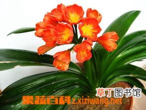 大花君子兰的繁殖和栽培技术