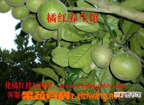 化橘红的功效与作用