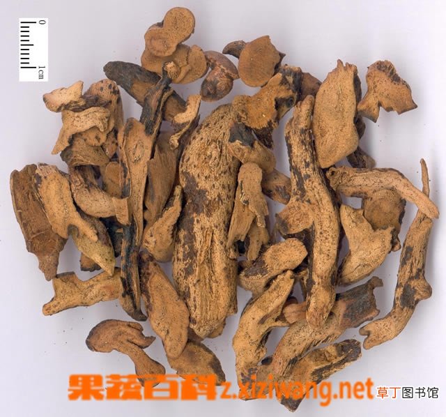 骨碎补的功效与作用