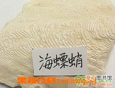 海螵蛸的功效与作用