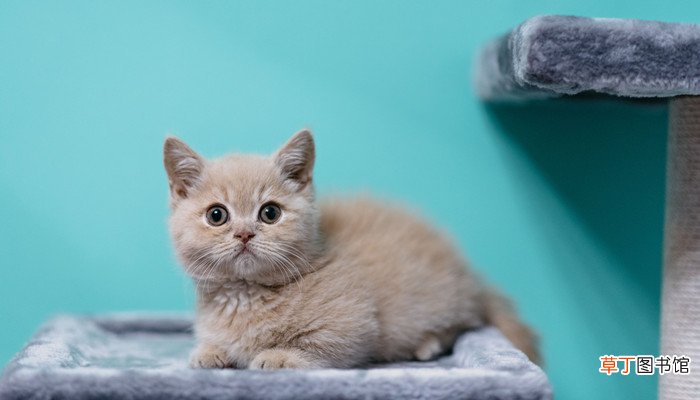 梦见被野猫攻击什么意思