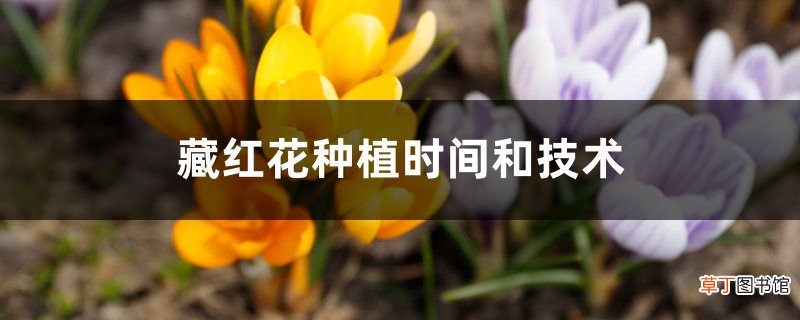 藏红花种植时间和技术,需要注意什么
