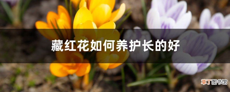 藏红花如何养护长的好,需注意什么