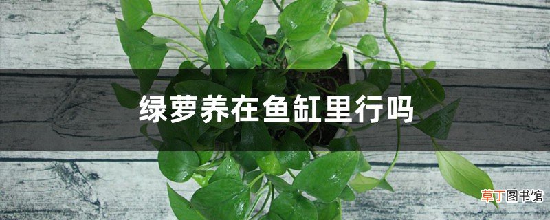 绿萝养在鱼缸里行吗，养在水中技巧