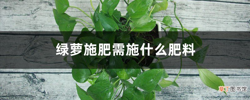 绿萝施肥需施什么肥料，叶黄施什么肥