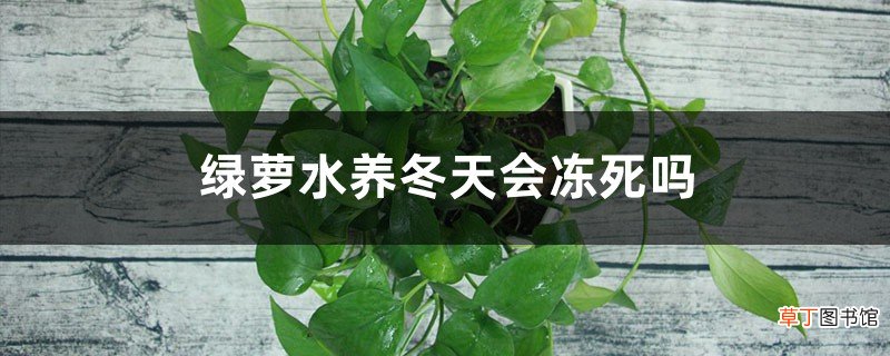 绿萝水养冬天会冻死吗，冬季可以晒太阳吗
