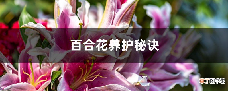 百合花养护秘诀,如何延长百合花期