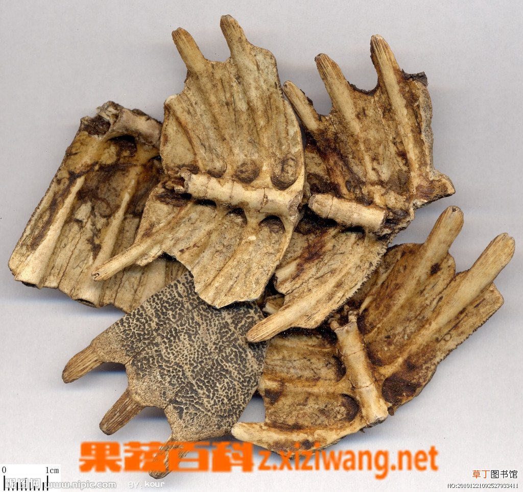 鳖甲的功效和应用