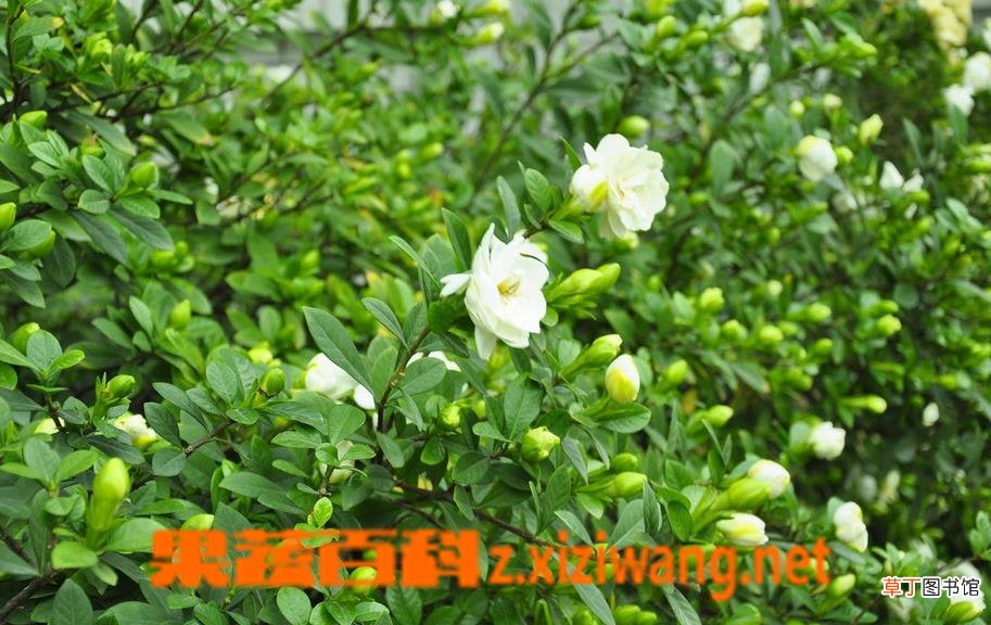 蝴蝶兰如何养殖 蝴蝶兰的养殖方法