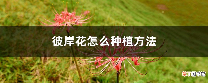 彼岸花怎么种植方法，彼岸花的种植方法和时间