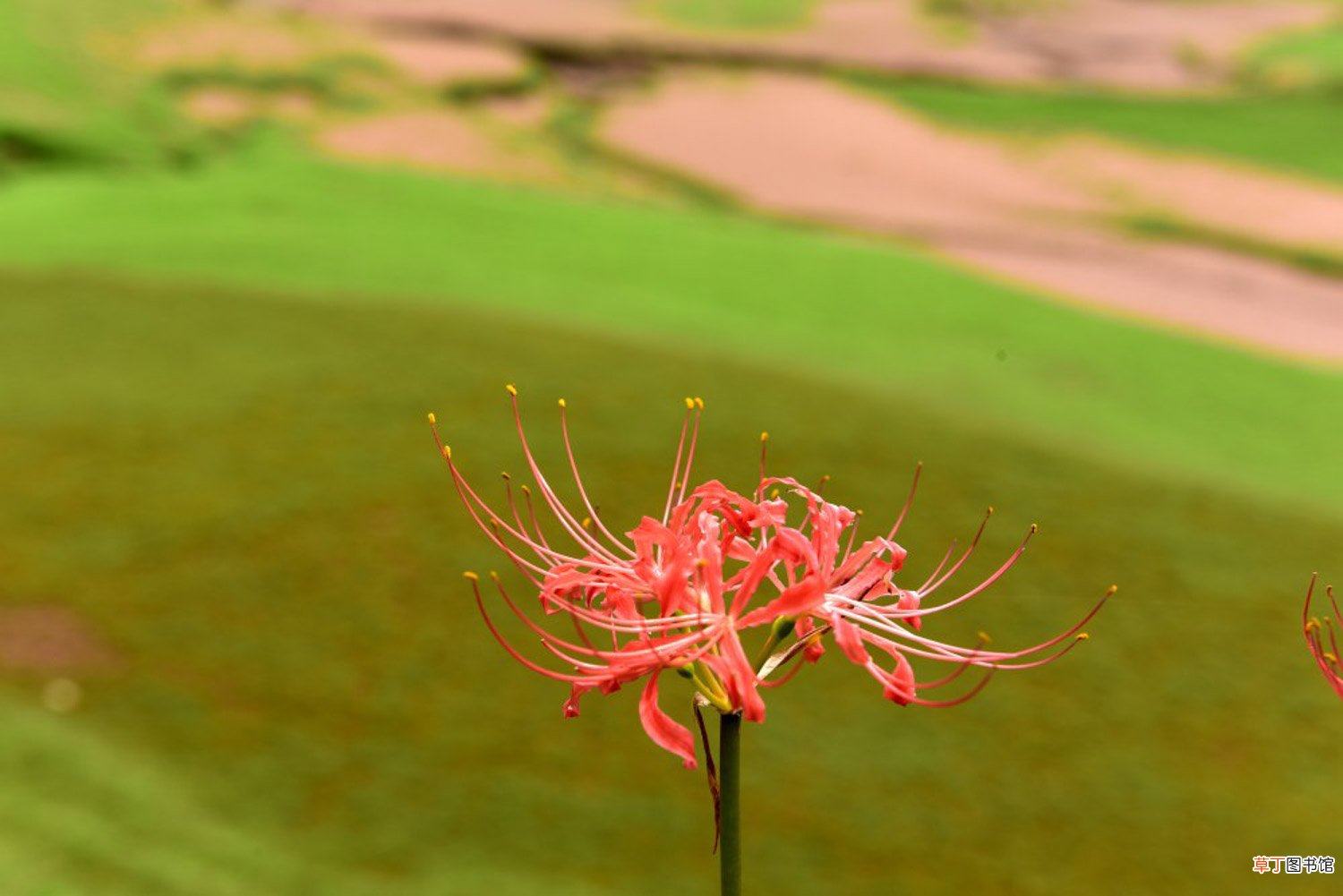 彼岸花怎么种植方法，彼岸花的种植方法和时间